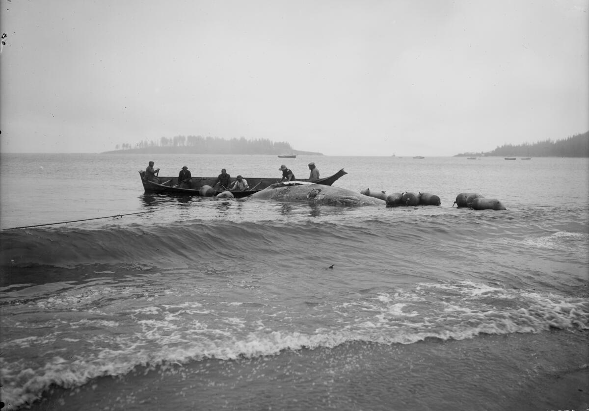 Makah whalers with a whale carcass near Neah Bay, Wash., in 1910.