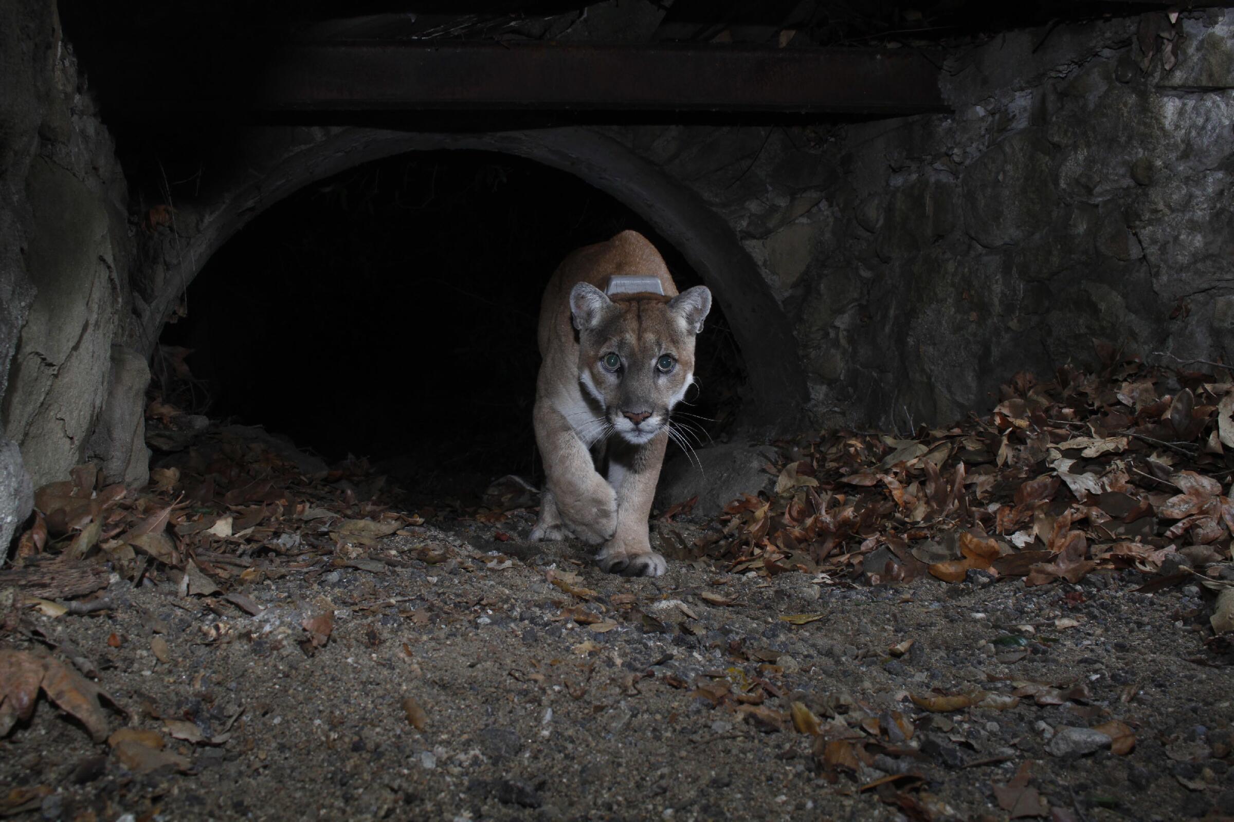 Mountain lion P-22 emerges from a tunnel toward the camera. A radio collar is seen on its neck.