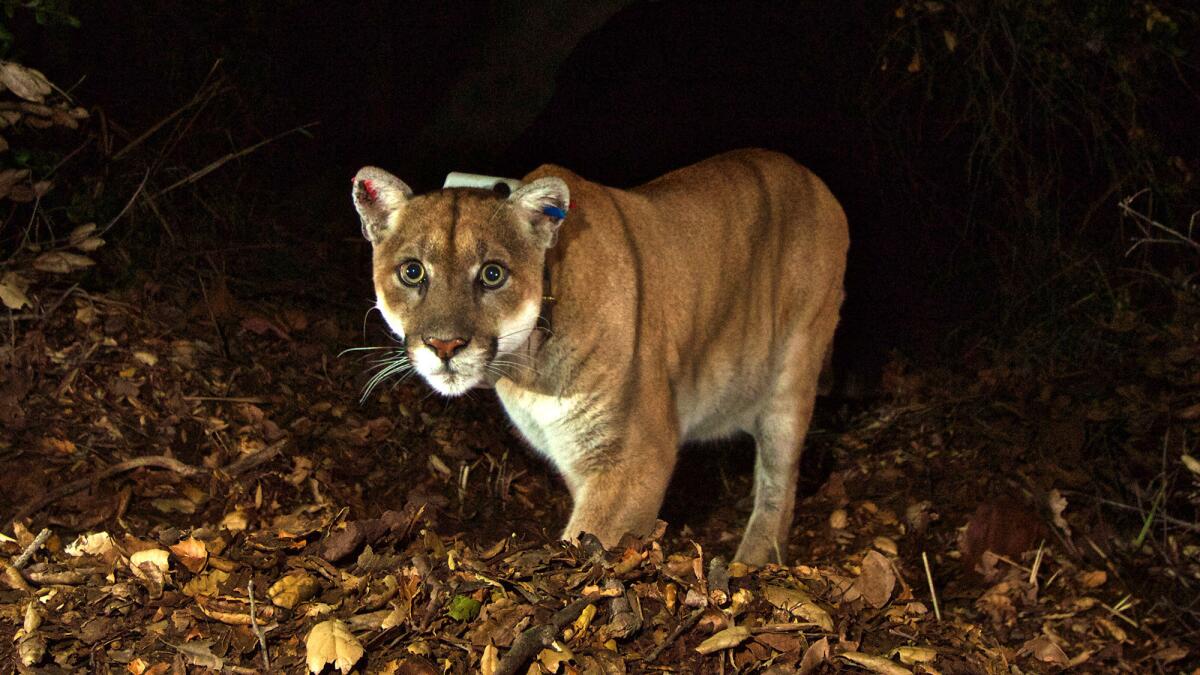 Mountain lion P-22 looking healthy in 2014, several months after treatment for rat poisoning and mange.