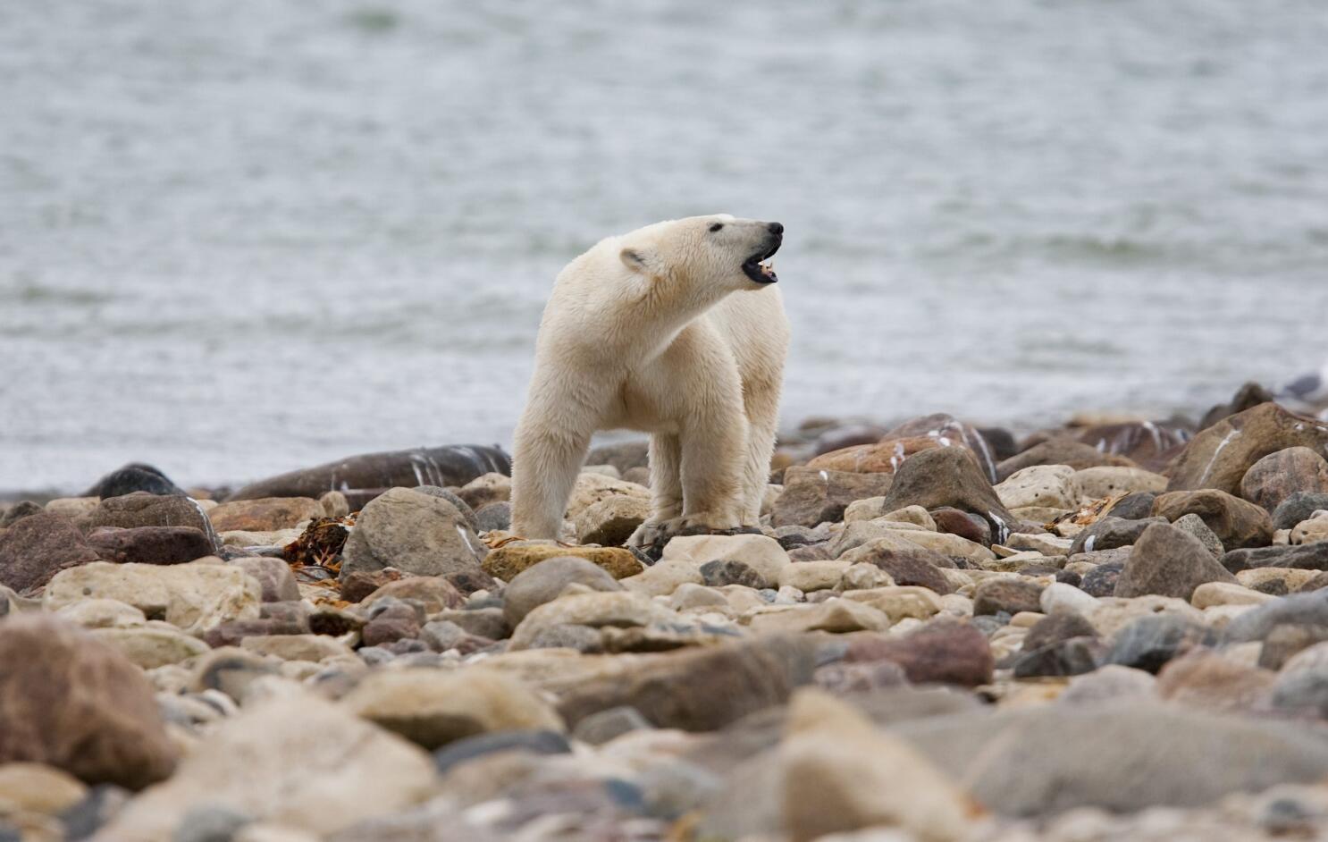 Osos polares del norte de Canadá mueren a ritmo acelerado - San Diego  Union-Tribune en Español