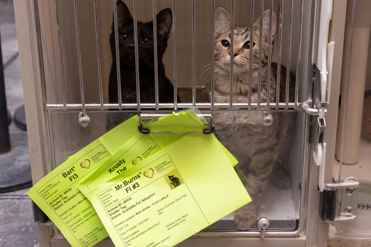 Two cats available for adoption sit in temporary kennels in the lobby of the Inland Valley Humane Society shelter.