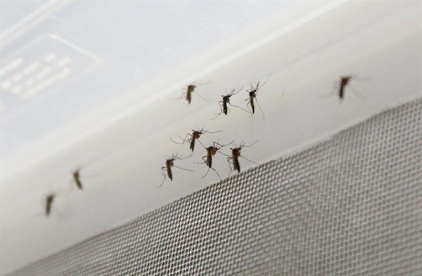 Villa Elisa es la ciudad que acumula un mayor índice de infestación de este mosquito con un porcentaje del 17,2 %, seguido de Mariano Roque Alonso (13,44 %), Lambaré (10,18 %) y San Lorenzo (11,2 %). EFE/Archivo