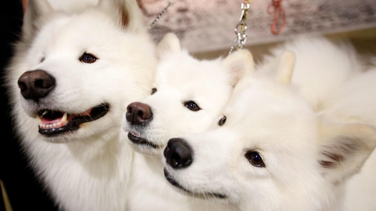 Samoyed dogs named Bodie, Stinker and Dolly.