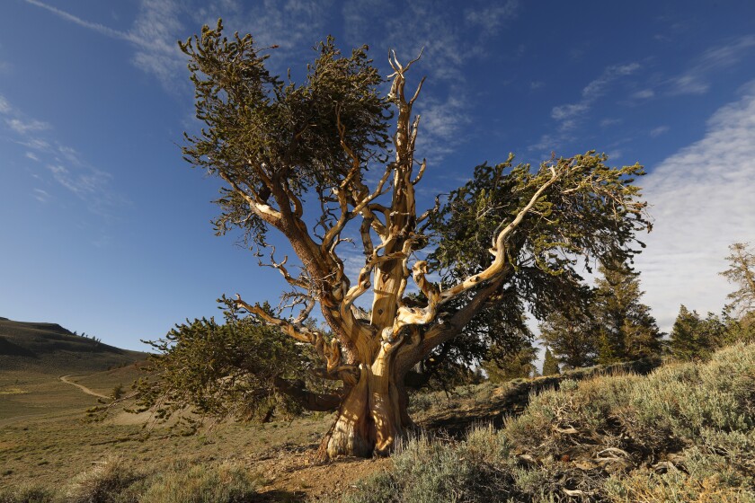 A bristlecone pine.