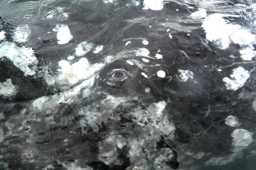 LAGUNA SAN IGNACIO, BAJA CALIFORNIA- MARCH 8, 2020: A gray whale surfaces with open eyes as whale watchers visit in Laguna San Ignacio, Baja California on March 8, 2020. (Carolyn Cole/Los Angeles Times)