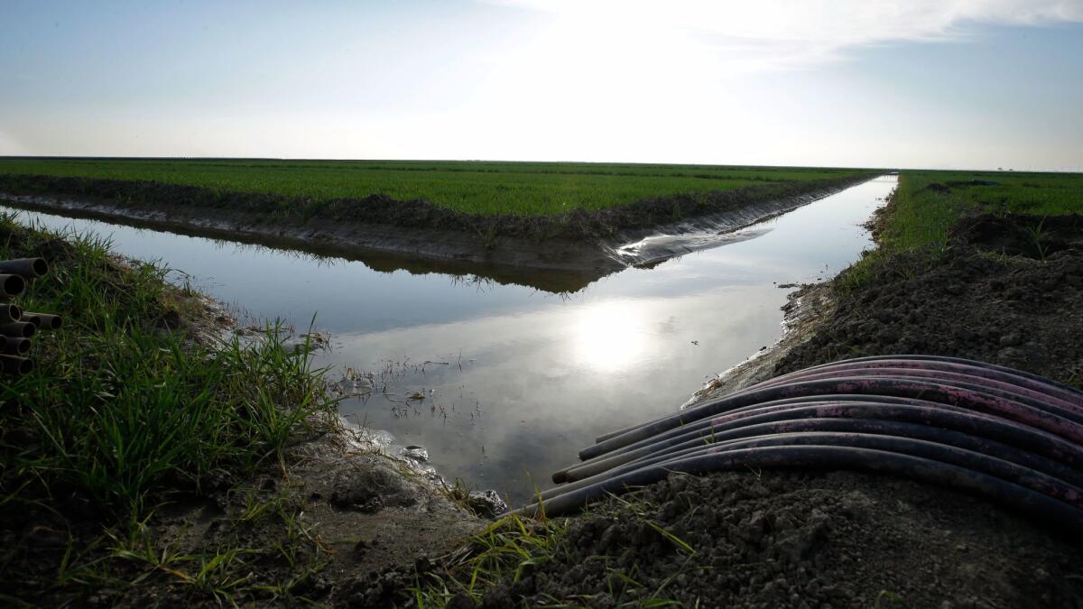 Water flows through an irrigation canal to crops near Lemoore, Calif. on Feb. 25, 2016.
