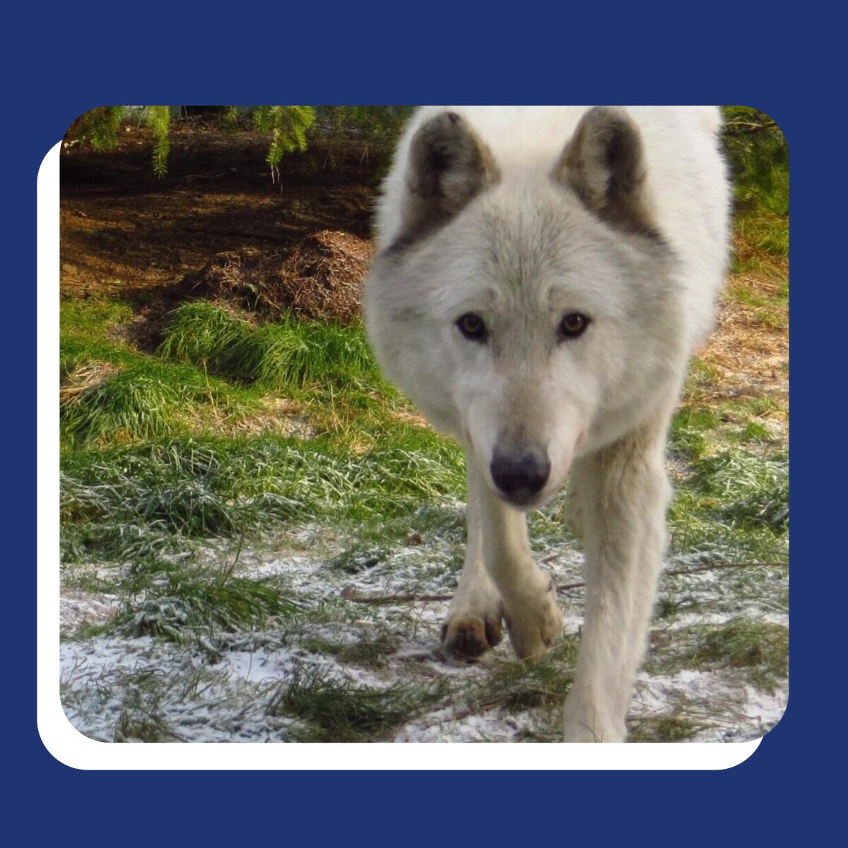 A white wolf stares right at you.