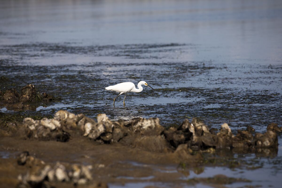 A great egret hunts in the Naval Training Center boat channel on Monday, Sept. 26, 2022.