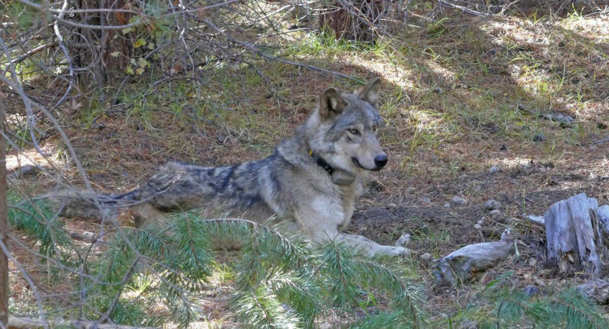 In this undated photo released by the U.S. Fish and Wildlife Service shows a dispersing wolf from the Oregon Pack OR-54, a descendent of the famous OR-7, the first wild wolf in California in nearly a century. The California Department of Fish and Wildlife says the 3- to 4-year-old female dubbed OR-54 was found on Wednesday, Feb. 5, 2020, in Shasta County, Calif. It's not clear yet whether she died by accident, naturally or was deliberately and illegally killed. (U.S. Fish and Wildlife Service via AP)