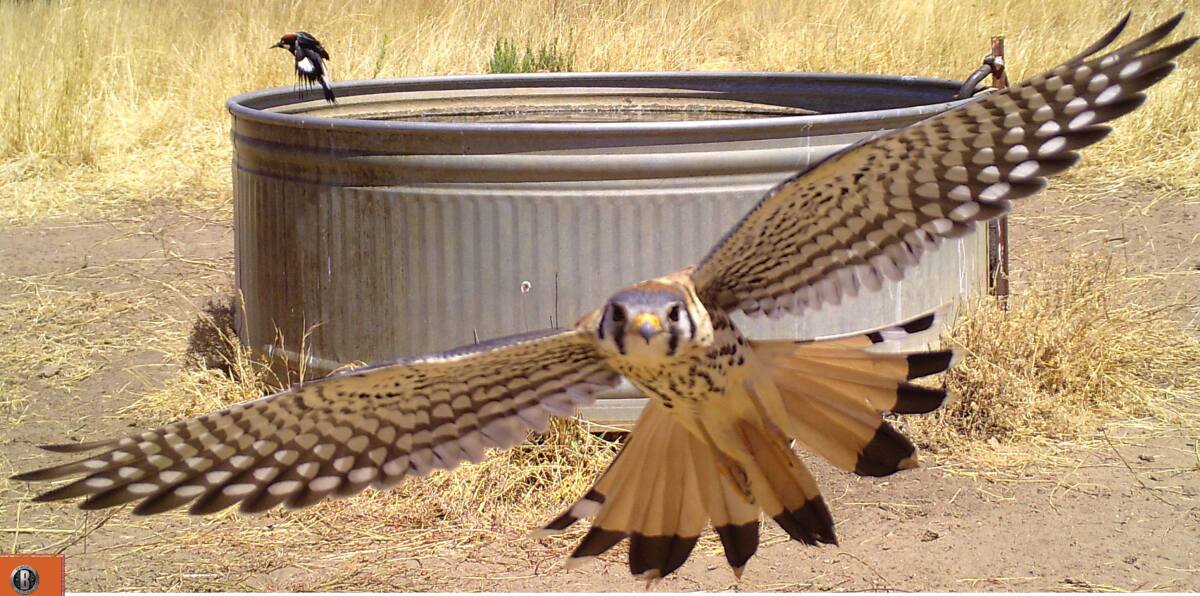 An American kestrel caught in midflight by a camera trap.