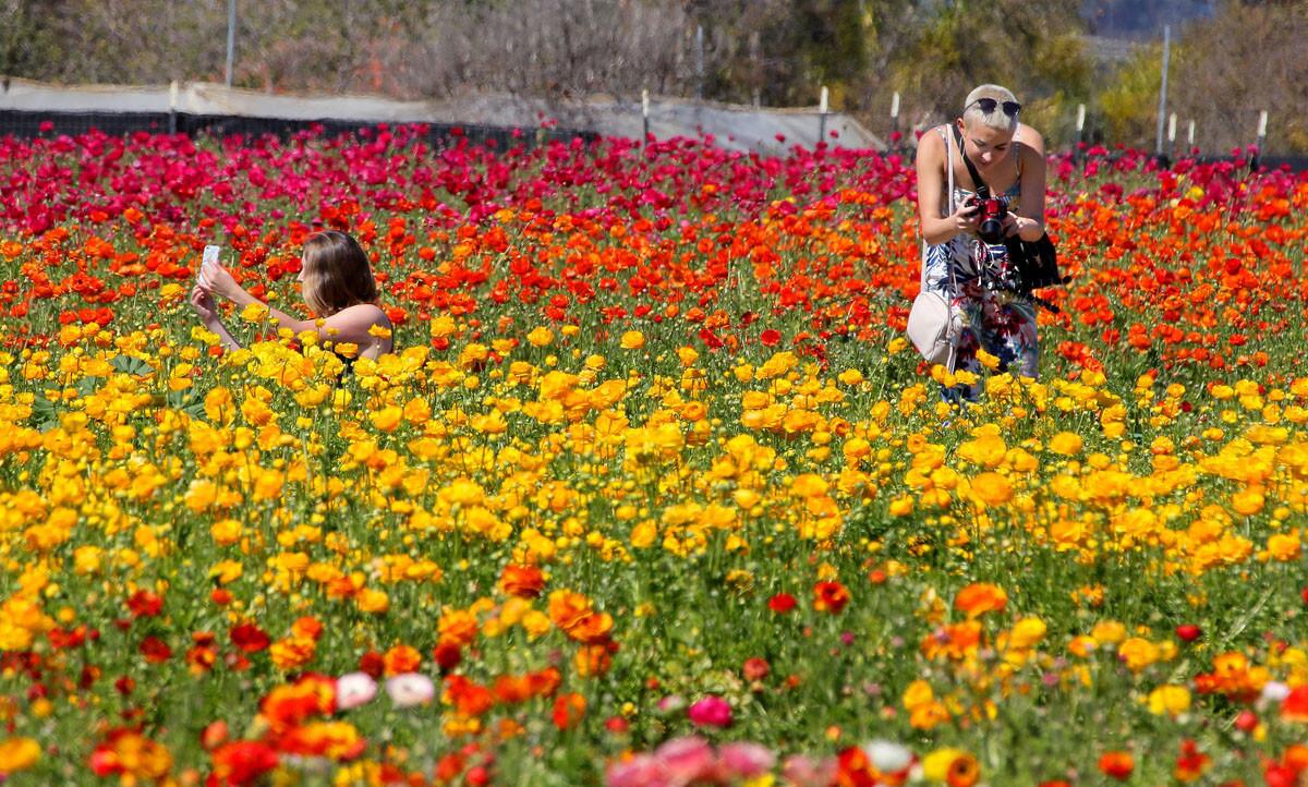 March 2, 2017_Carlsbad, California_USA_| Friends Natalie Fregosi, left, and Jessica Spung, at right, of San Diego, take photos of the first blooming ranunculus of the season at the Carlsbad Flower Fields. This is at the north end of the 50 acre property. The peak blooming time here is still weeks away.|_Mandatory Photo Credit: Photo by Charlie Neuman