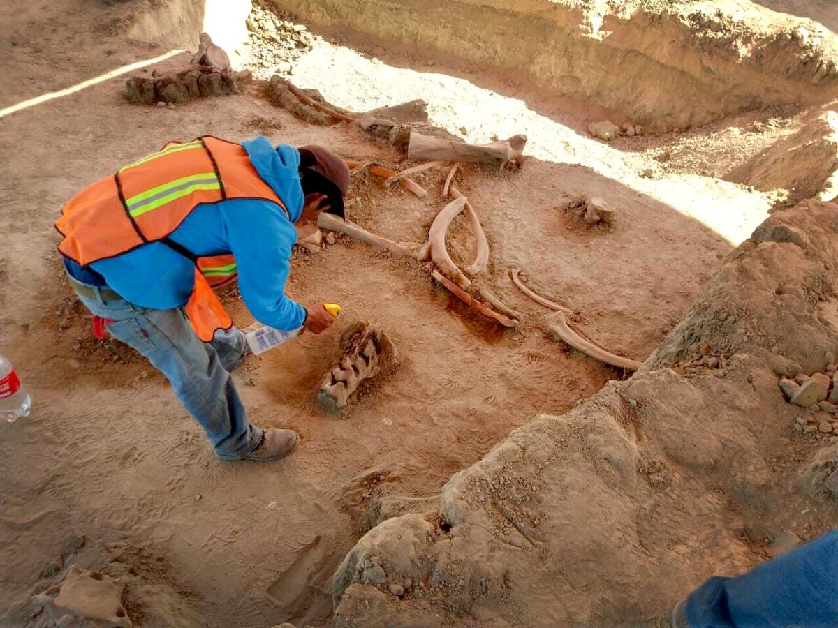 An archaeologist works at a site where mammoth bones were found near Mexico City. 