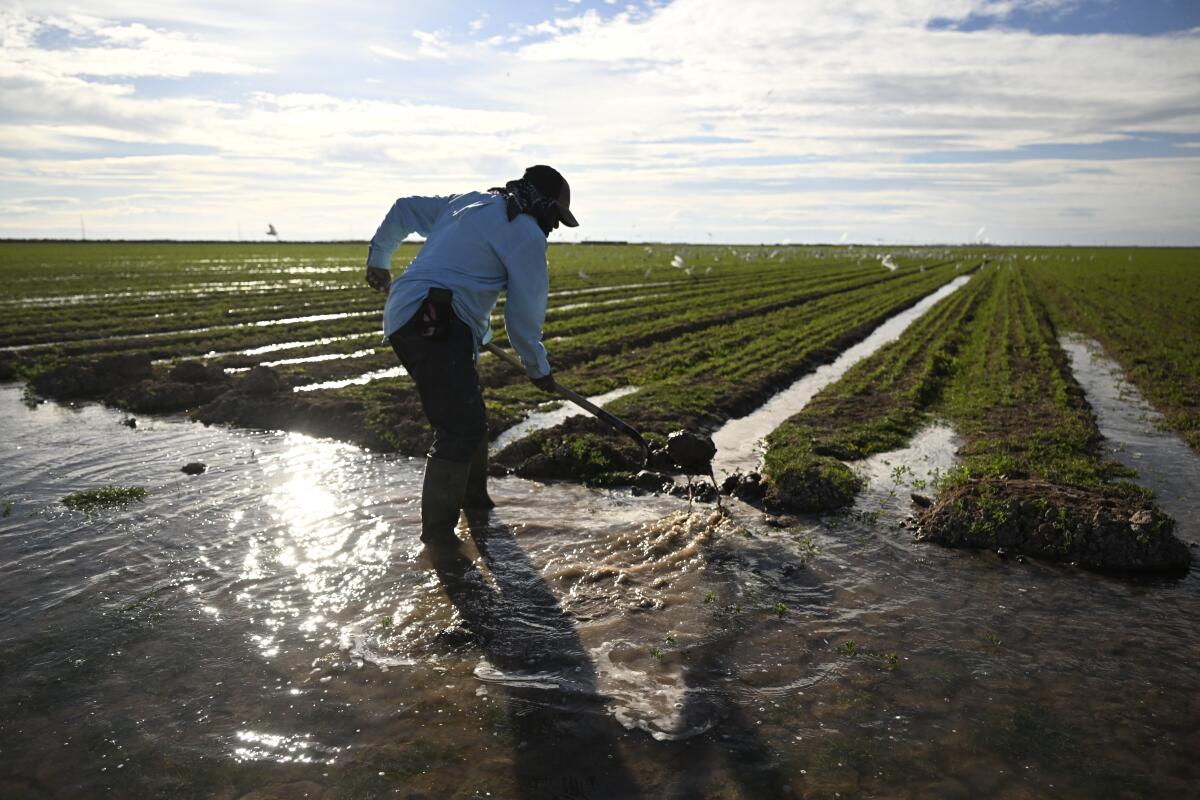 Farmhand Adrian Gonzalez irrigates a field of newly planted alfalfa on December 29, 2022 in Calipatria, California. 