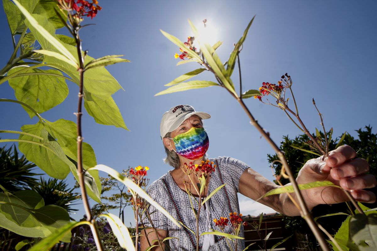 Terry Meaney shows her milkweed plants in her backyard garden on Mount Soledad in La Jolla on June 26.