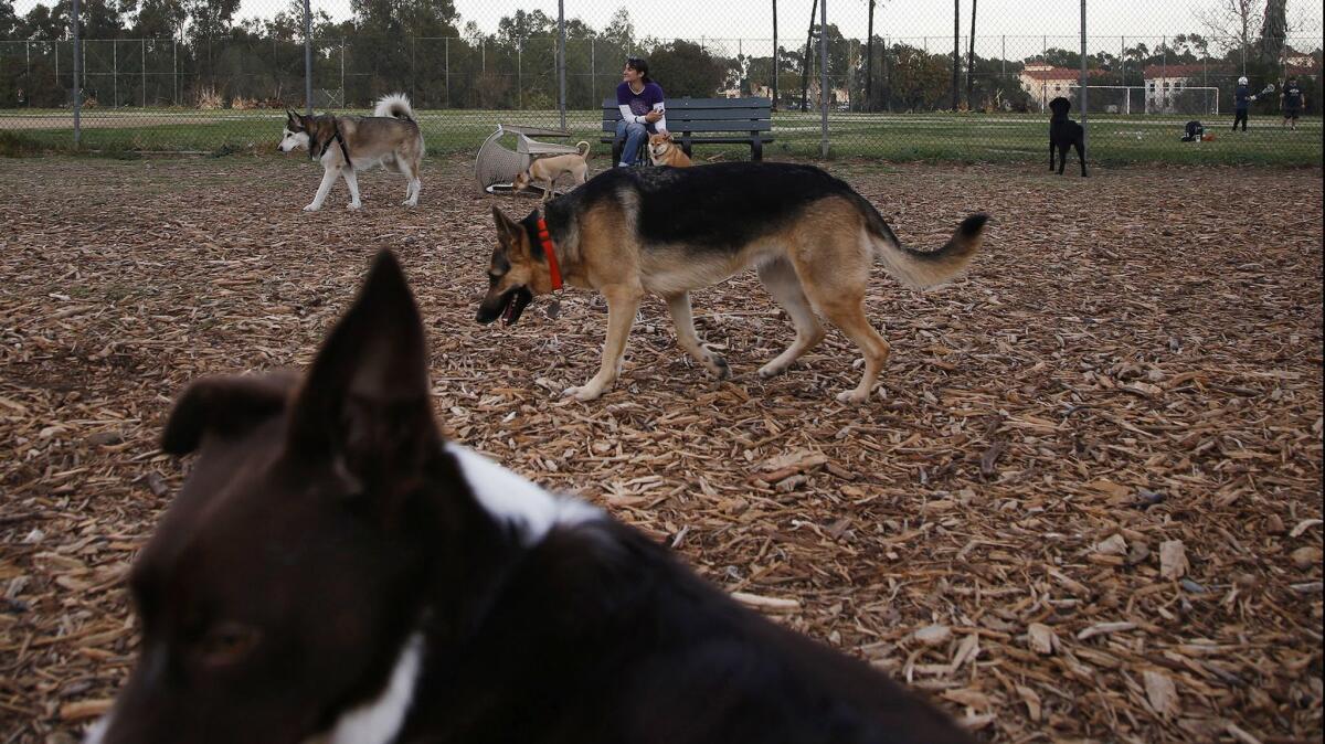 The Brentwood dog park is a flashpoint in the ongoing debate about development of the VA's West Los Angeles campus for hundreds of homeless veterans.