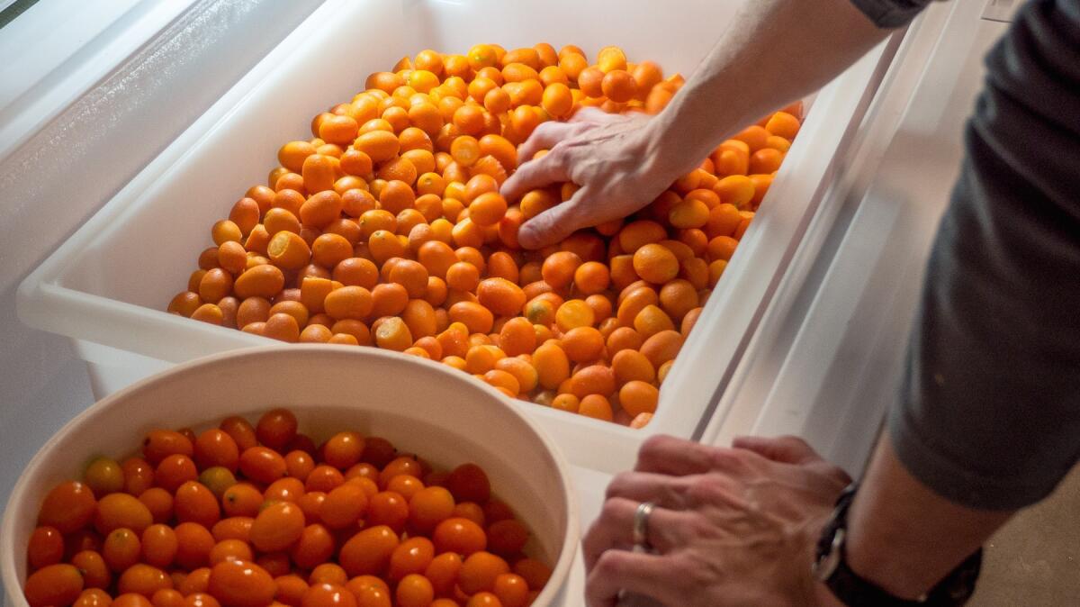 More than 250 pounds of backyard kumquats were harvested for Smog City's new beer.