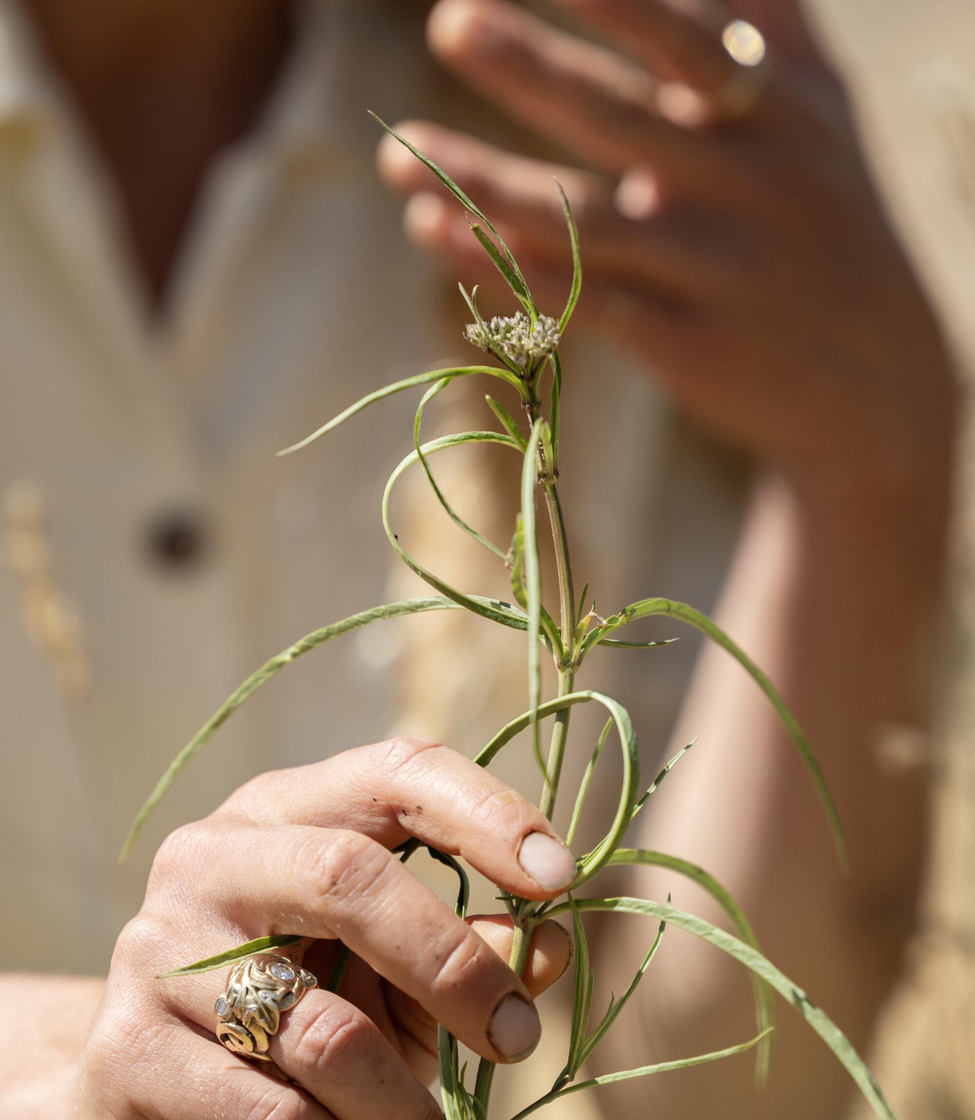 Narrow-leaf milkweed grows among the grape vines at ?mevive vineyard in Los Olivos.