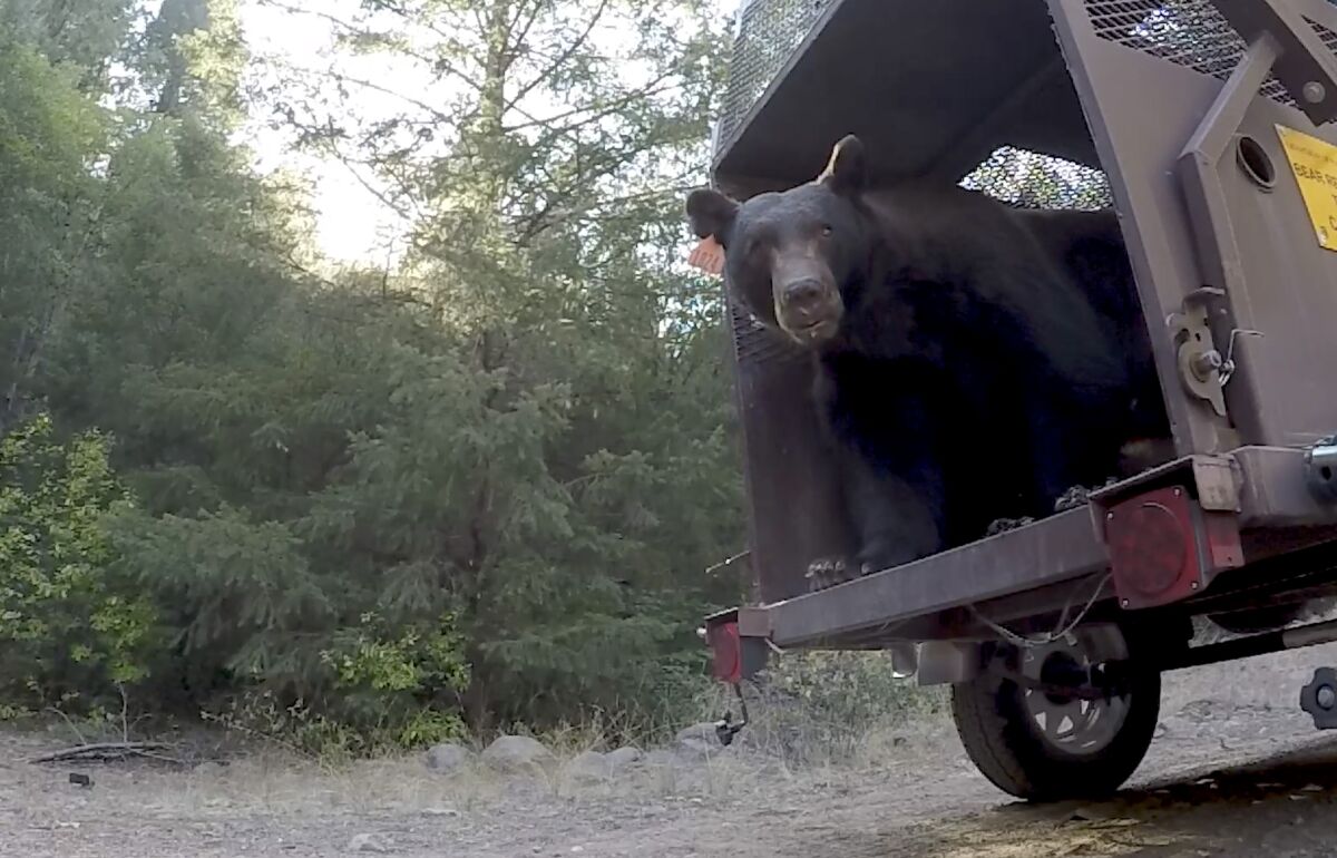 A 10-year-old black bear burned in the North Complex fire was released back into the wild.