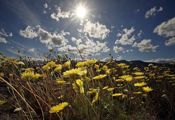 Sunny flowers in Anza-Borrego Desert State Park