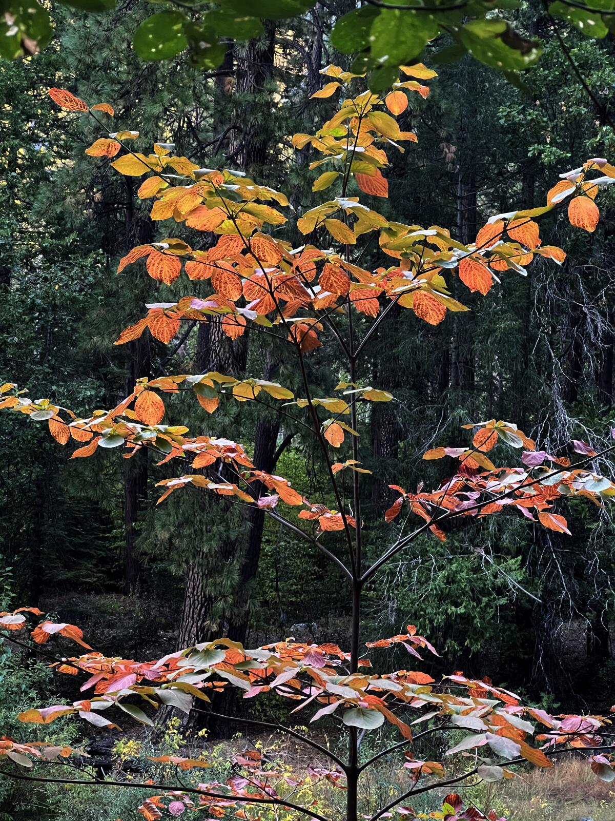 Pacific dogwood leaves turn from green to red as temperatures fall at night in Yosemite Valley.