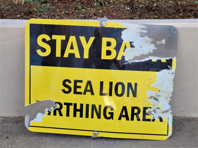 A damaged sign reading "Stay back: sea lion birthing area" is shown after it was recovered from the water at Point La Jolla.