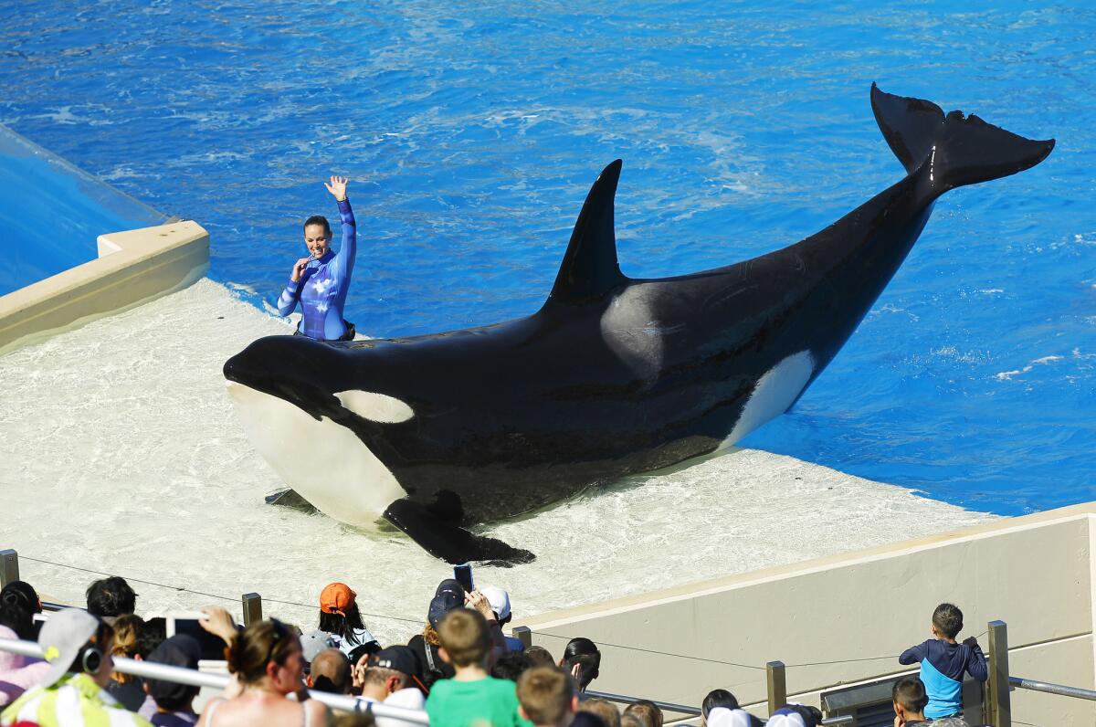 An orca performs during the One Ocean show at SeaWorld San Diego in 2015. Sea World announced that it will end its killer whale breeding program immediately.