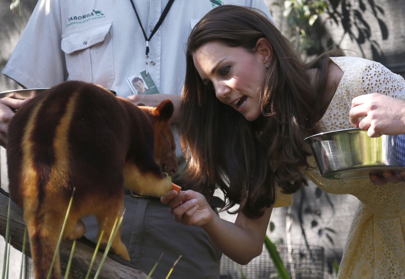 Kate feeds a tree kangaroo.