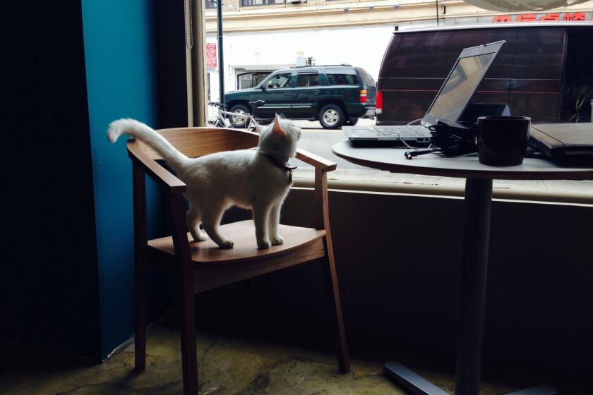 A cat looks out onto a New York City street from the pop-up cat cafe.