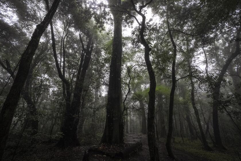 Cae la bruma sobre los árboles altos después de la lluvia en el bosque sagrado de Mawphlang, uno de los más venerados de Meghalaya, un estado del noreste de la India, 8 de setiembre de 2023. La gente del lugar cree que los bosques sagrados son la morada de sus dioses. (AP Foto/Anupam Nath)