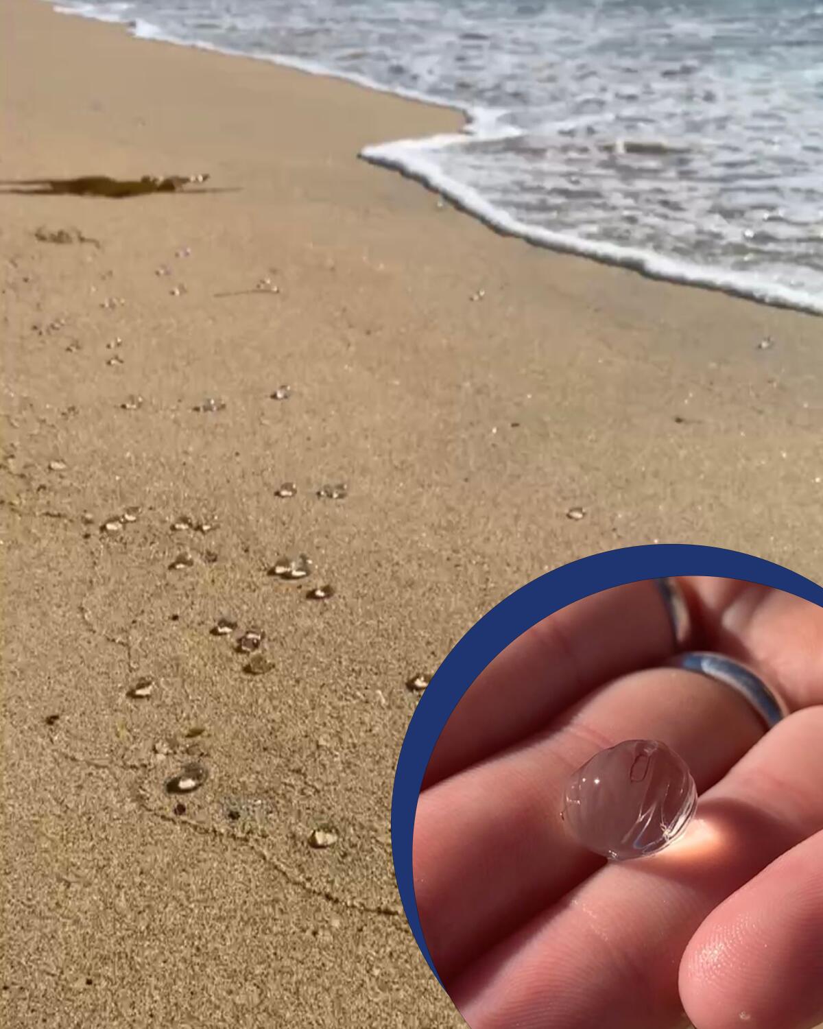 Comb jellies, on Orange County beaches.