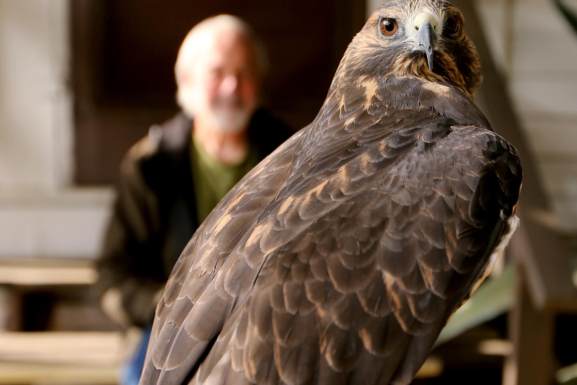A man stands in the background looking at a raptor on a perch in the foreground