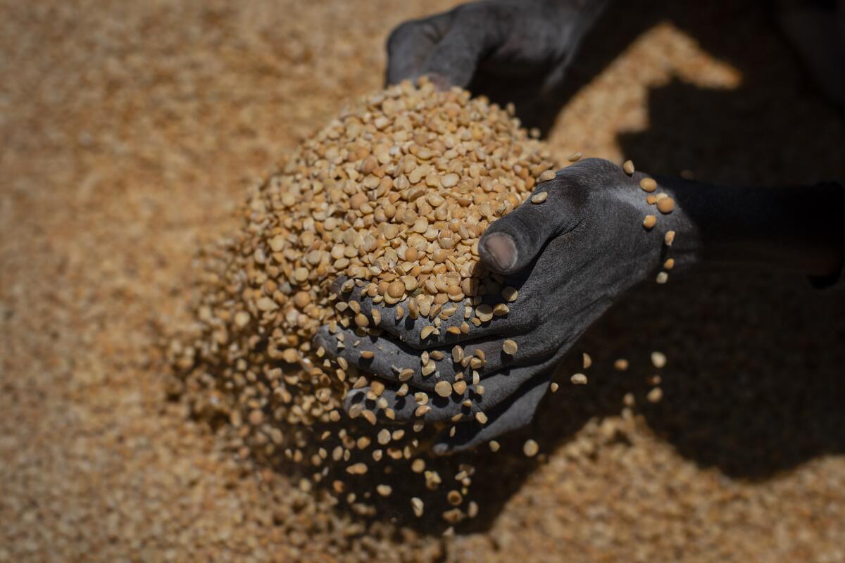 Hands full of yellow split peas