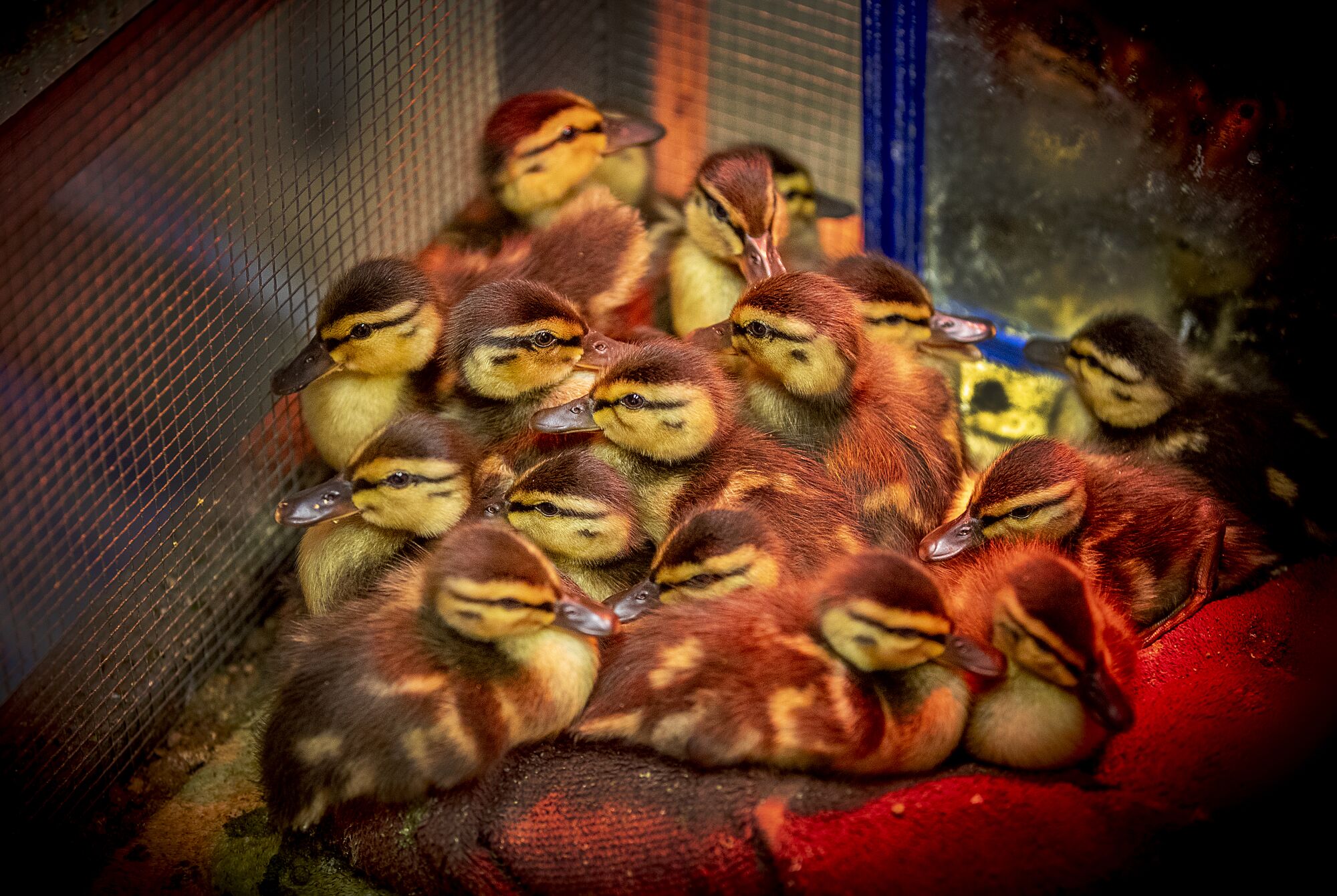 Mallard ducklings huddle under a heat lamp