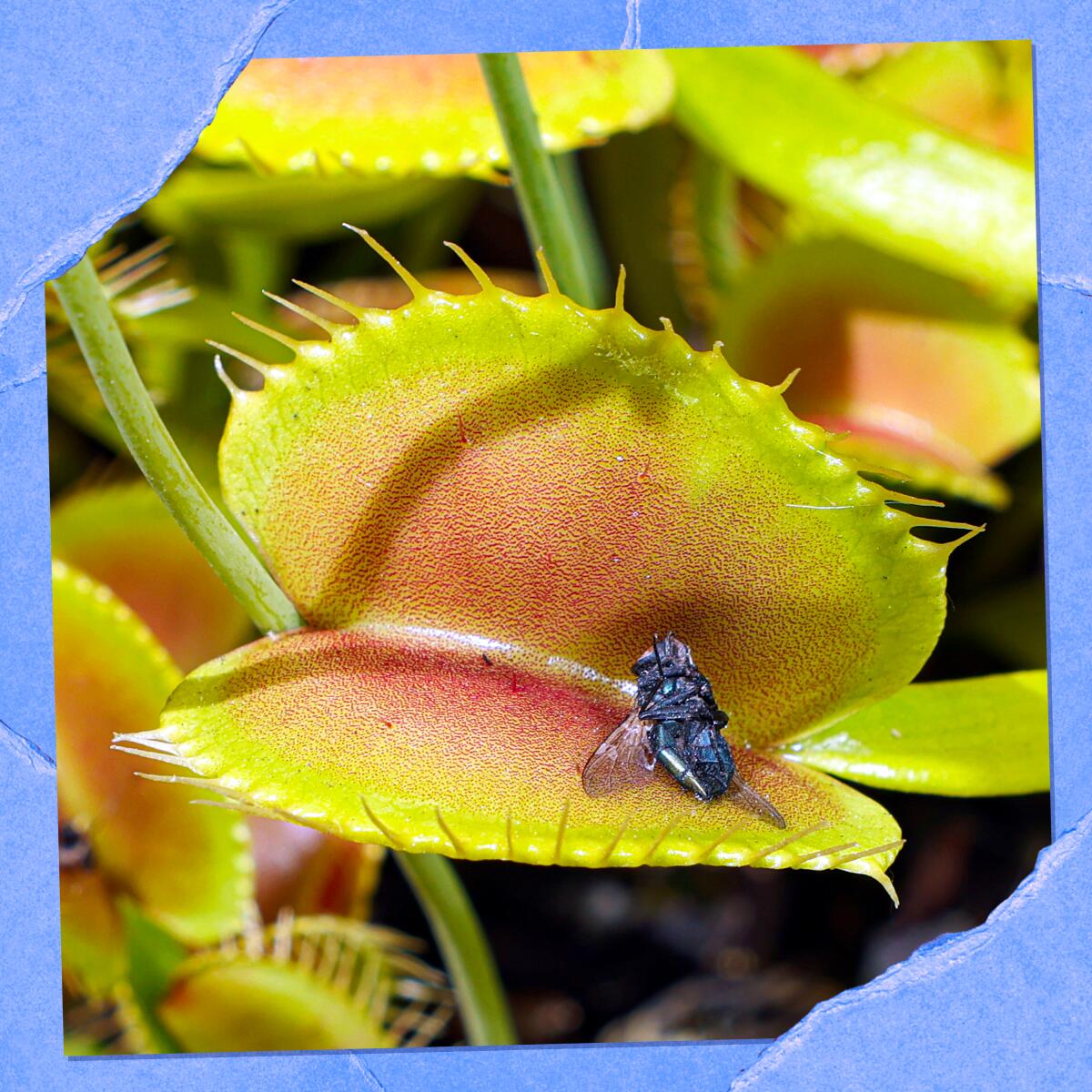 Photo of a fly inside a Venus fly-trap plant.