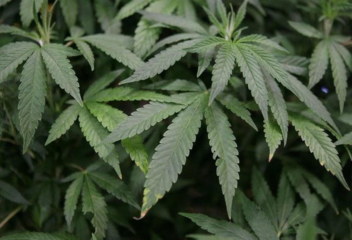 Leaves of a marijuana plant on display at the International Cannabis and Hemp Expo in Daly City, Calif., in 2010.