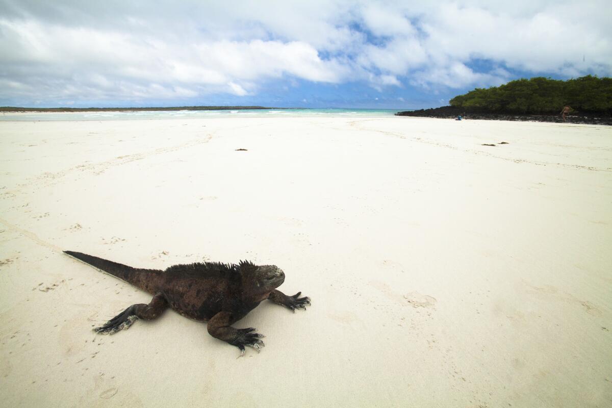 A marine iguana on a public beach on Santa Cruz Island close to Puerto Ayora. Amblyrhynchus cristatus, the marine iguana of the Galápagos Islands, has evolved to feed on seaweed, both in and under the water. It can often be found swimming at depth in the ocean.