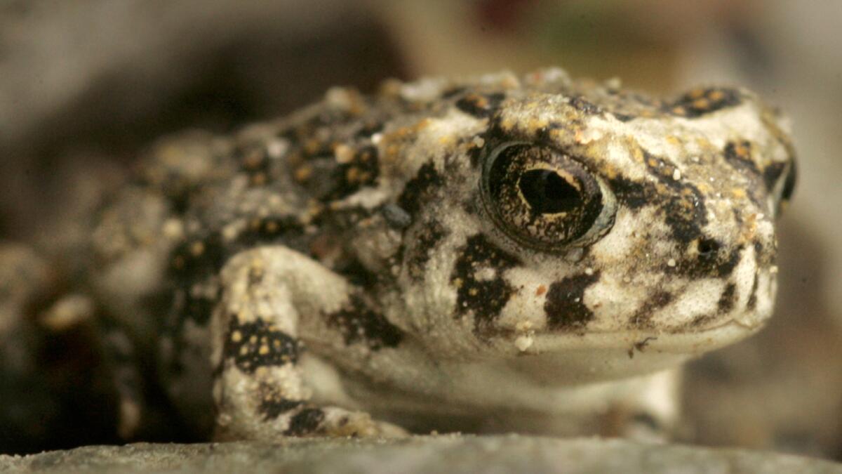 California's drought is just the latest threat faced by the arroyo toad, an endangered species that requires just-so conditions to reproduce.