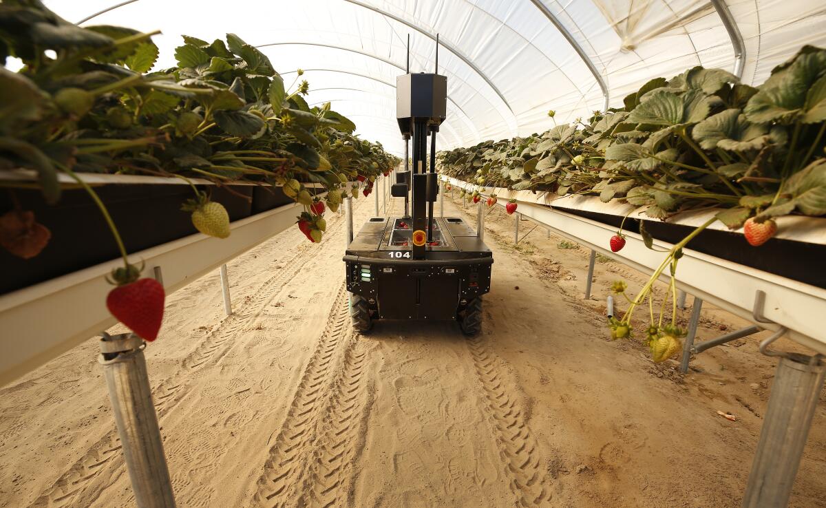 A robot makes its way between rows to collect strawberries 