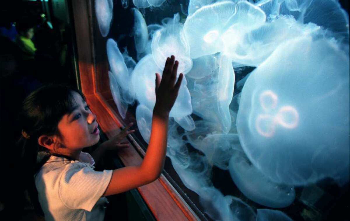 The jellyfish, particularly moon jellies, are remarkably efficient swimmers, according to new research published in Proceedings of the National Academy of Sciences.