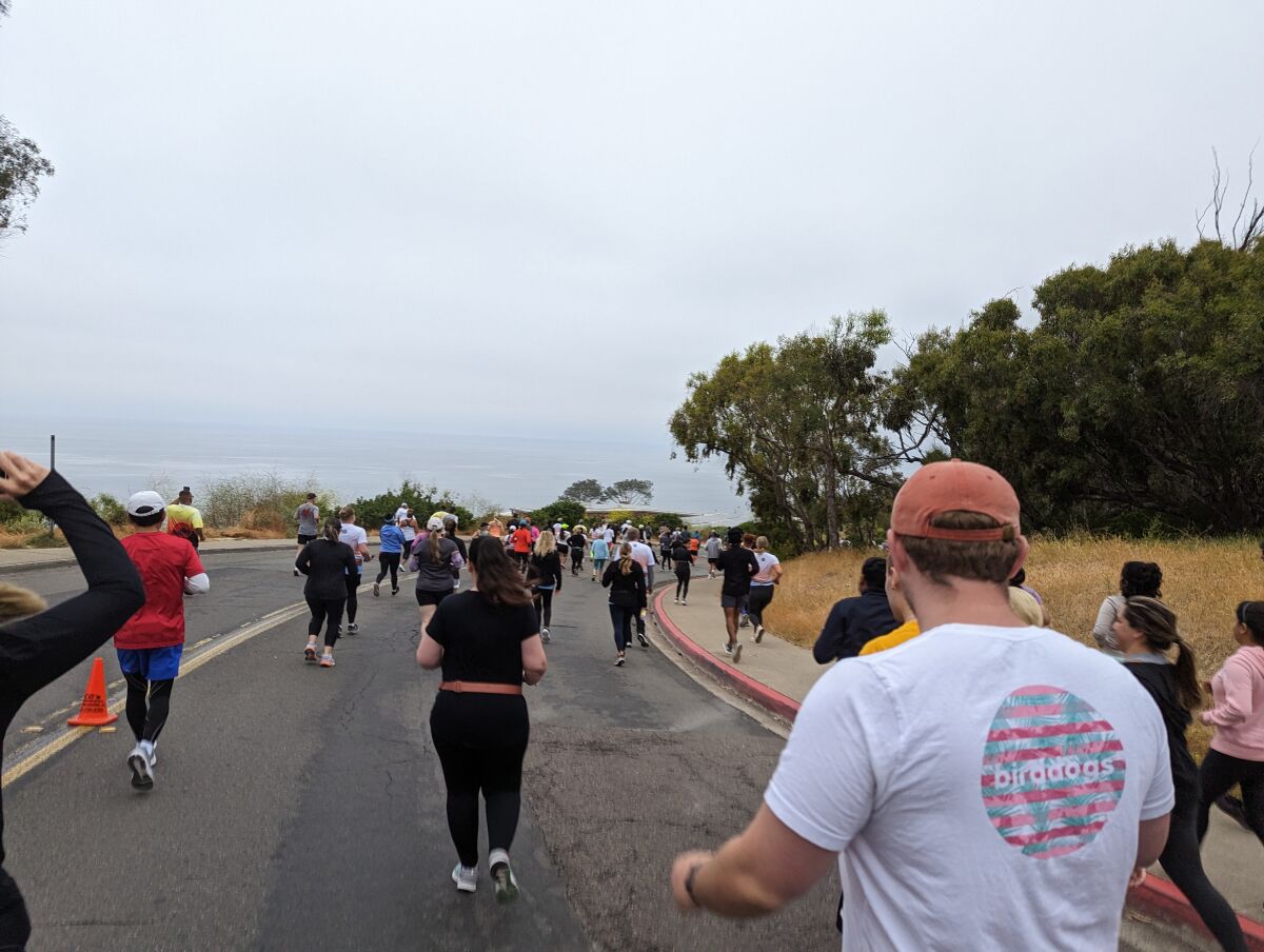 At the start of the La Jolla Shores 5K, runners descend La Jolla Shores Drive headed for Scripps Park.