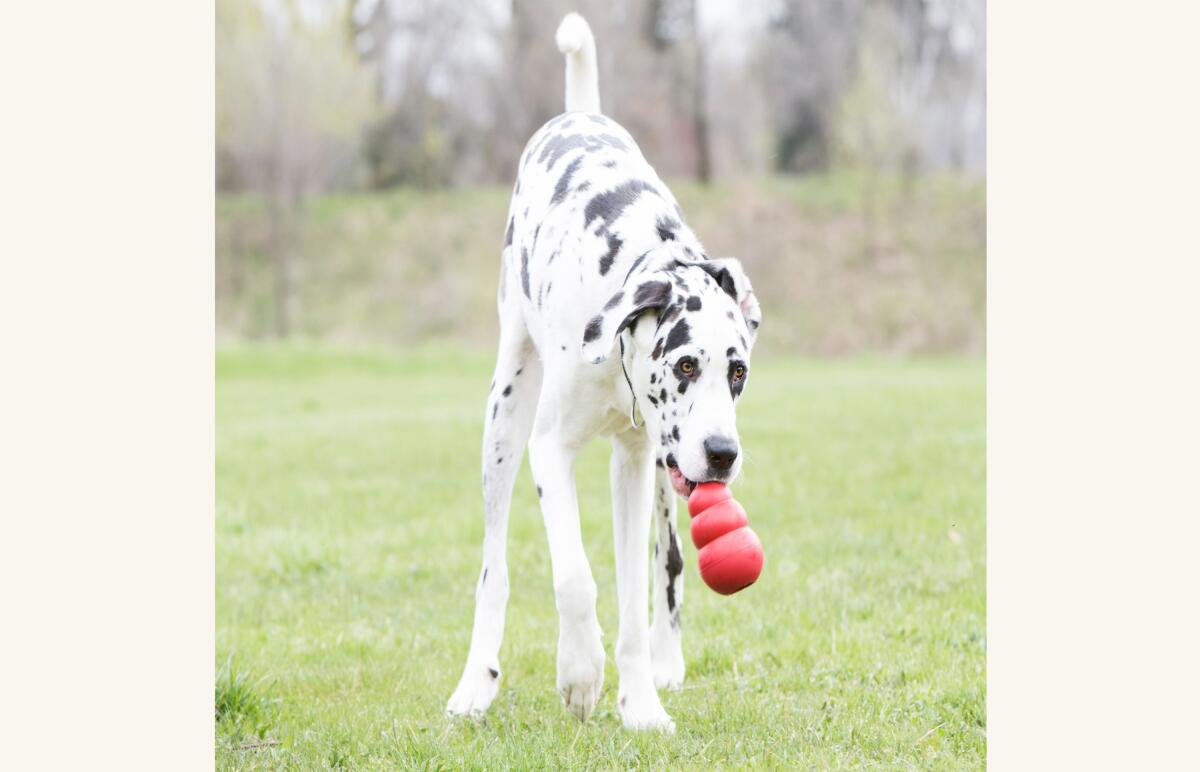 Review: The Paw5 Snuffle Mat is Still Our Favorite Puzzle Toy for Dogs