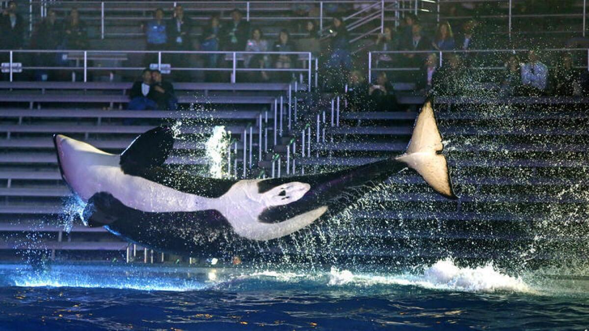 Presionado por la controversia sobre el tratamiento que le da sus orcas, Sea World San Diego anunció sus planes para una nueva atracción que impulse la asistencia que últimamente se ha visto disminuida.