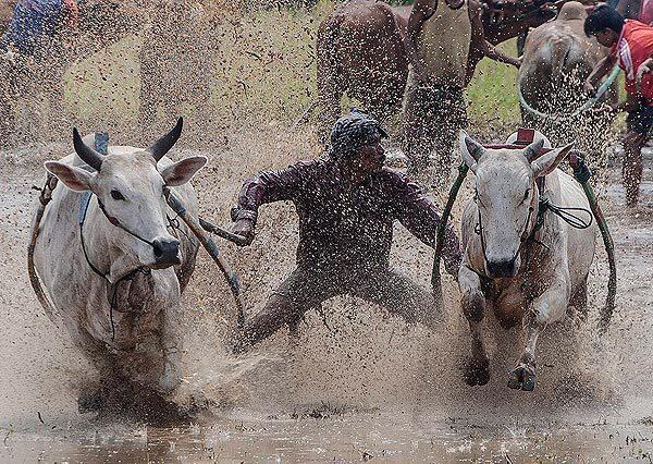 Indonesian jockey