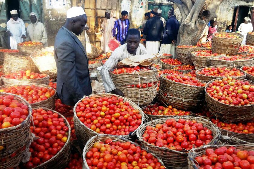 A trader sorts baskets of tomatoes at a market in the northern Nigerian city of Kano in January.