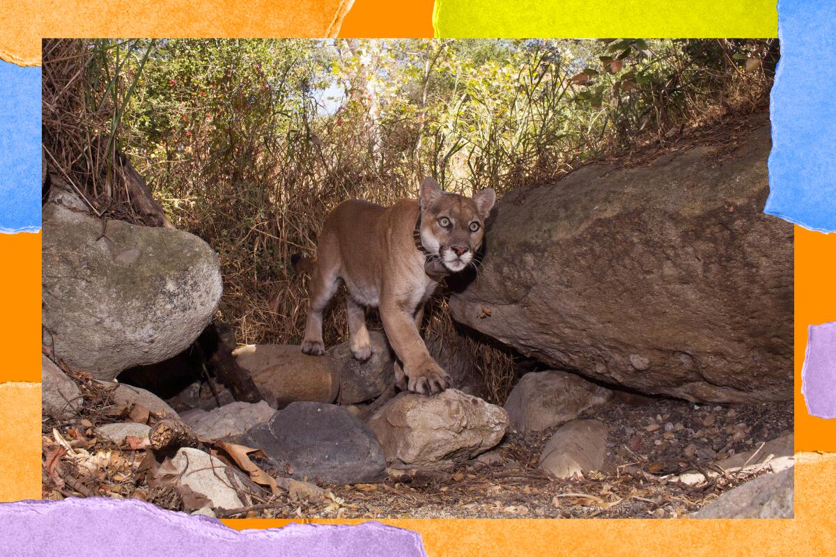A close-up of a mountain lion climbing over boulders; he's wearing a collar.