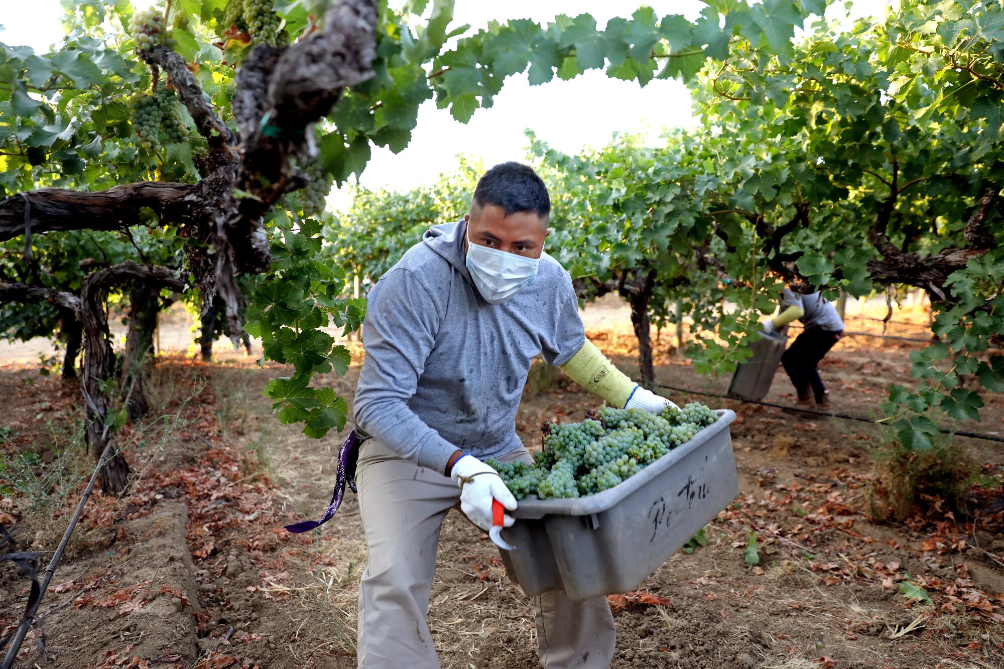 Farmworkers pick white wine grapes grown for Massican Winery.