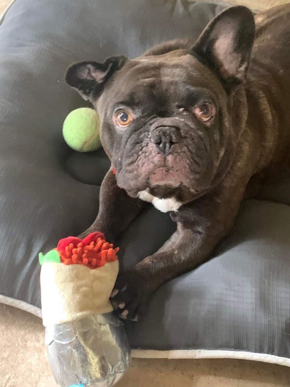 French Bulldog Diesel is a will be up for adoption soon through Pacific Beach-based Second Chance Dog Rescue.