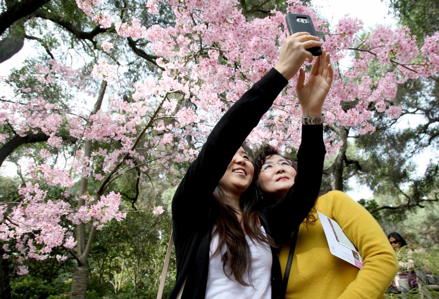 Christine Chung, 24 of Los Angeles, left, and her mother Celes Chung, take a selfie with cherry tree blossoms during the annual Cherry Blossom Festival at Descanso Gardens in La Cañada Flintridge on Saturday, March 4, 2017. The festival is held during two weekends this year.