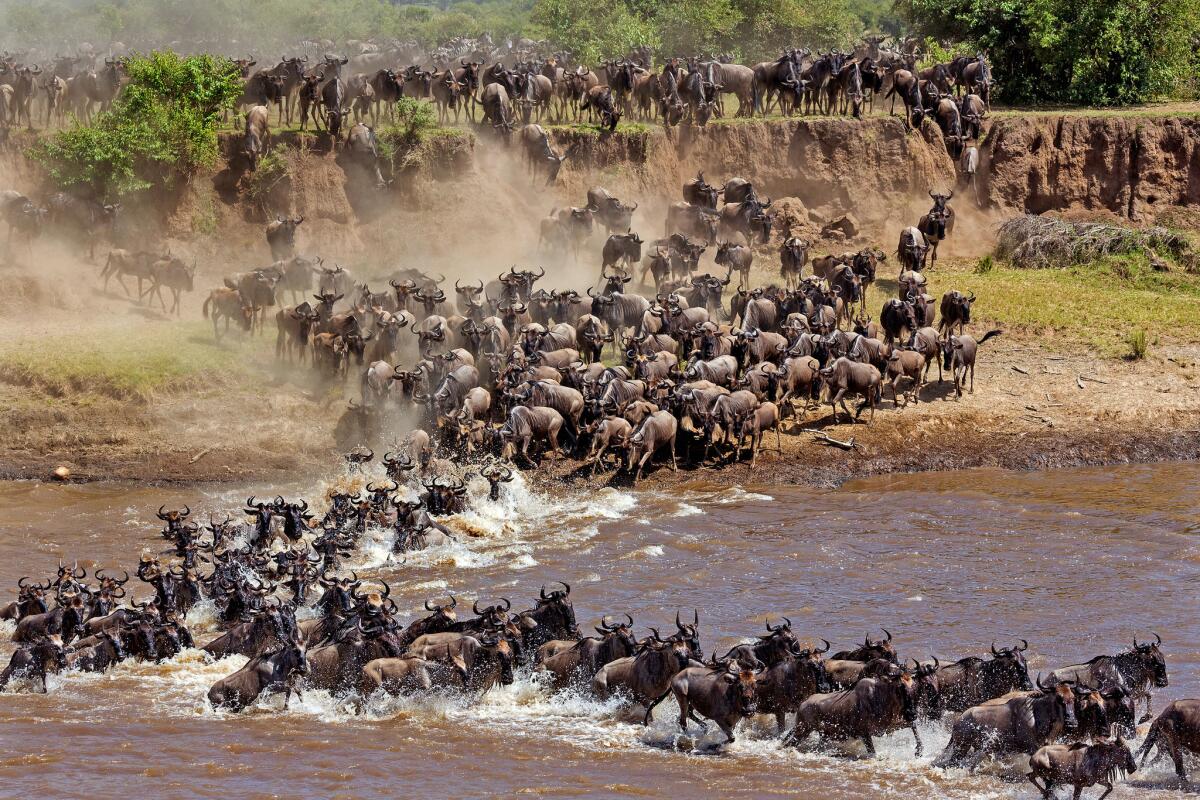 Wildebeests migrate across the Serengeti.