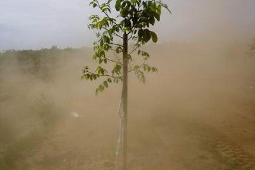 En esta foto del 2 de mayo de 2014, el polvo se levanta alrededor de un árbol mientras un trabajador corta malezas en Gridley, California (Jae C. Hong / Associated Press)